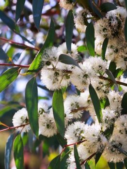 Eucalyptus Little Snowman