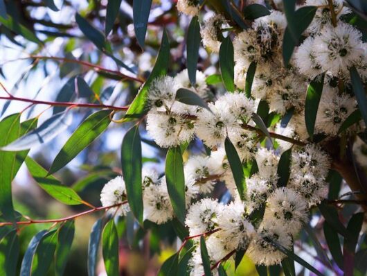 Eucalyptus Little Snowman