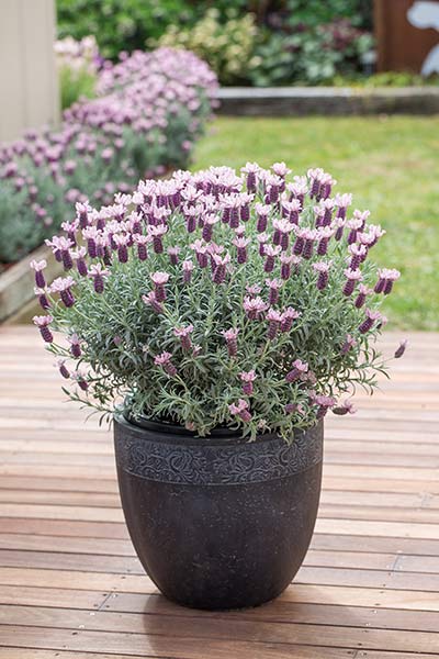 Lavender "Ghostly Princess"