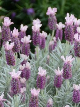 Lavender "Ghostly Princess"