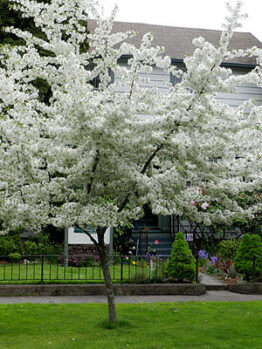 Crabapple "Golden Raindrops"