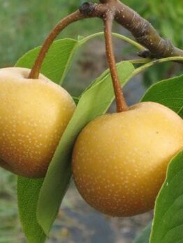 pyrus chojuro nashi asian pear