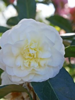 Camellia "Lemon Drop"