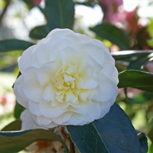 Camellia "Lemon Drop"