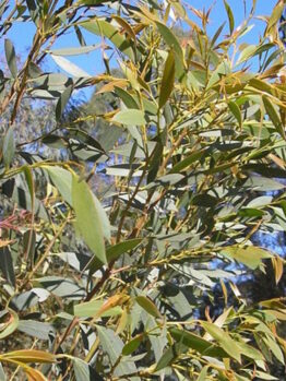 Eucalyptus "Little Star"