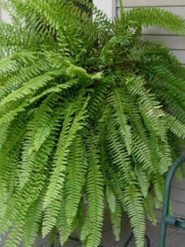 Nephrolepis "Boston Fern"