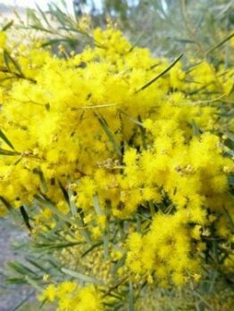 Acacia "Snowy River Wattle"