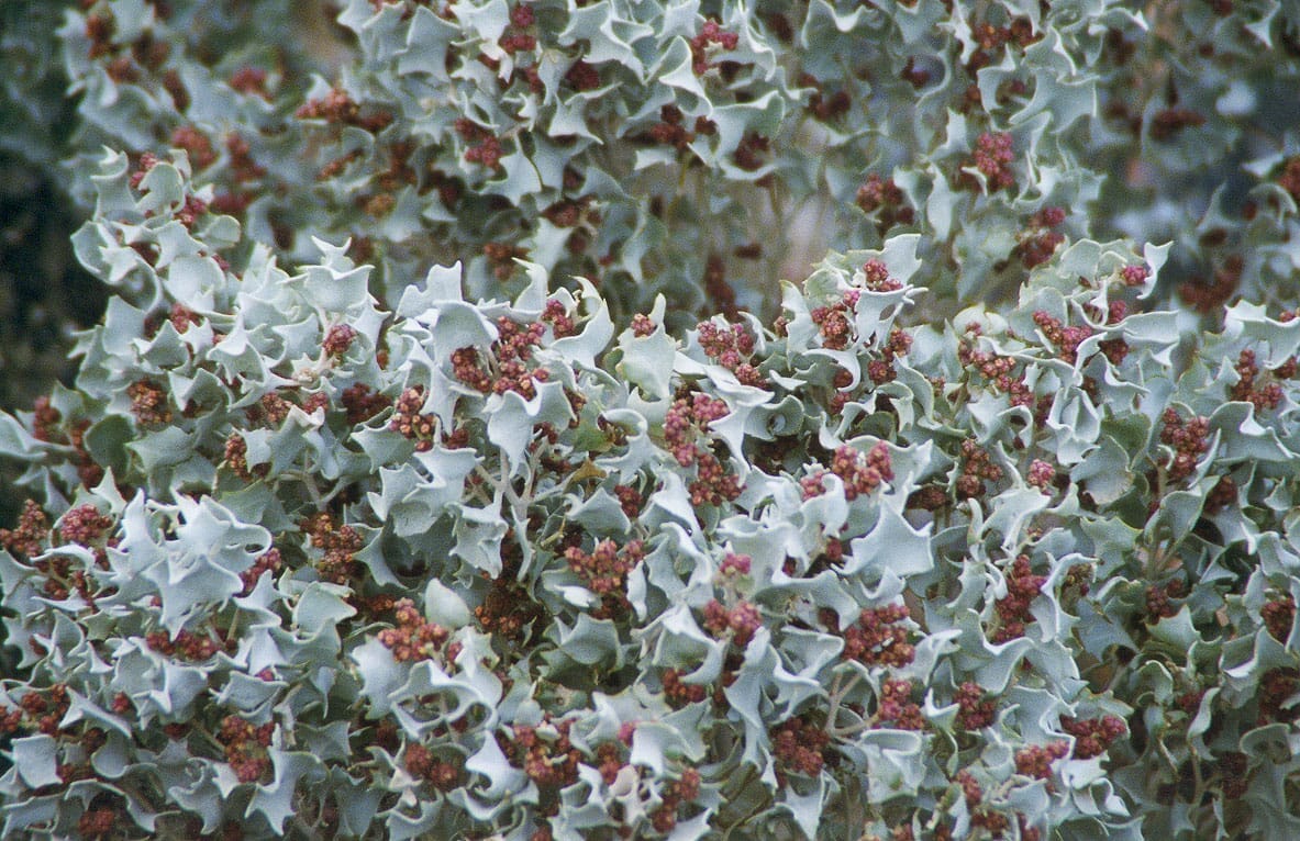 Atriplex 'Silver Holly' 6" Pot - Image 2