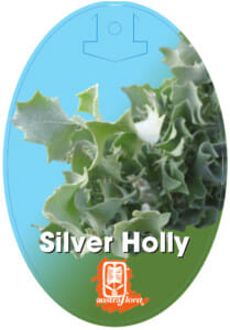 Atriplex 'Silver Holly' 6" Pot - Image 3