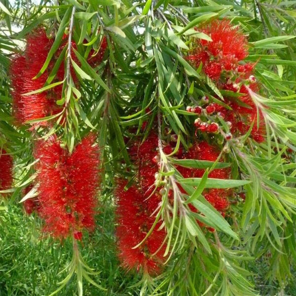 Callistemon "Four Seasons"
