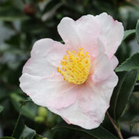 Camellia "Exquisite"