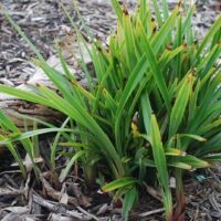 Dianella "Tiny Tas"