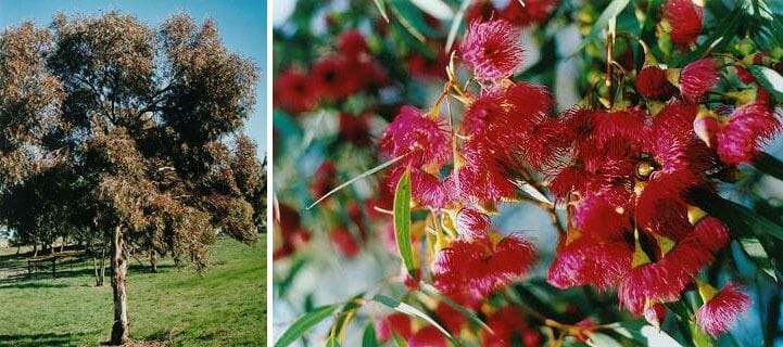 Eucalyptus 'Euky Dwarf Gum' - Image 2