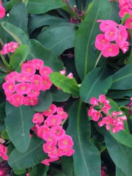 Euphorbia "Lipstick"