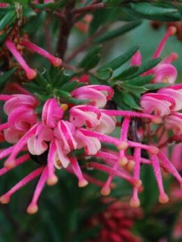 Grevillea "Rosy’s Baby"