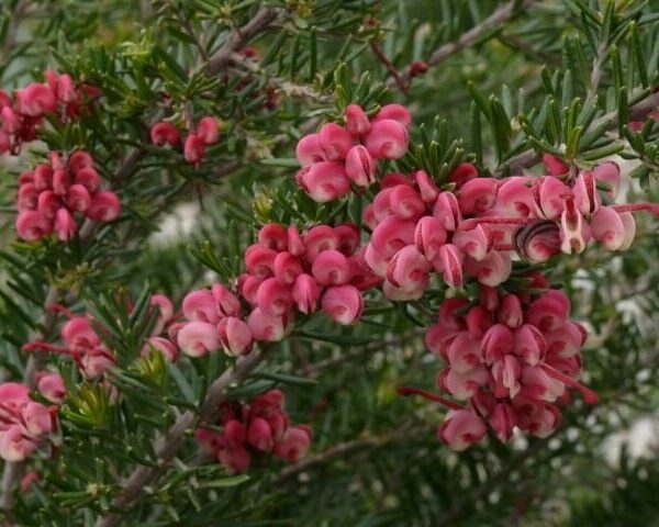 Grevillea "Fruit Box"