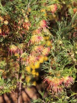 A dense Grevillea bush with clusters of spiky, pink, and yellow flowers surrounded by green needle-like foliage, flourishing magnificently in a Grevillea 'Bonnie Prince Charlie' 8" Pot.