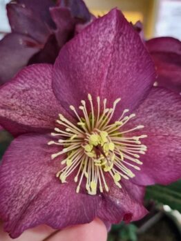Close-up of a hand holding a red Helleborus 'Ice 'n Roses' flower from a 7" pot, showcasing its prominent cluster of yellow stamens.