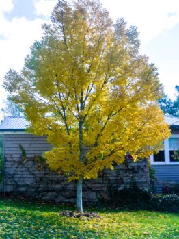 A Fraxinus 'Golden Ash' Tree with vivid yellow autumn leaves stands before a house with light brown siding, its fallen foliage scattered across the lawn.