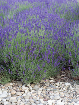 A row of blooming Lavandula 'English Lavender' bushes with vibrant purple flowers grows behind a border of small, round stones.