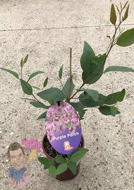 Eucalyptus 'Purple Patch' 6" Pot - Image 2