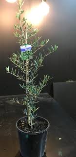 Olea 'Tolley's Upright' Olive 8" Pot - Image 3