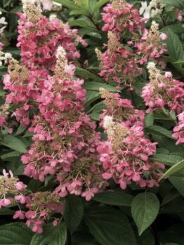 A dense cluster of pink and white Hydrangea 'Sundae Fraise' blooms among green leaves in an 8" pot.