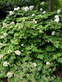 A lush green shrub in a Hydrangea 'Sundae Fraise' 8" Pot with white flowers, reminiscent of a Sundae Fraise hydrangea, grows in a garden with various plants and trees in the background.