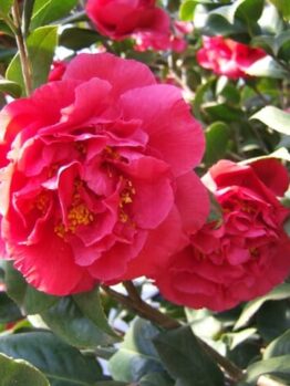 Camellia "Kramer’s Supreme"