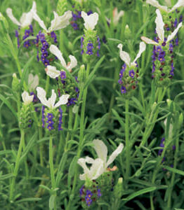 Lavender "Pippa White"
