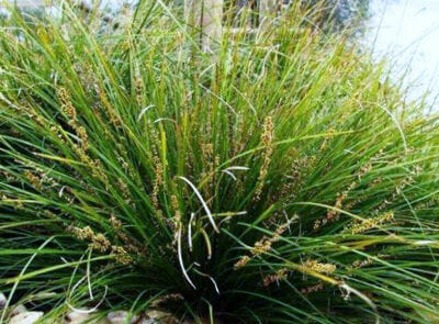 Lomandra 'Lime Divine' PBR 6" Pot - Image 5