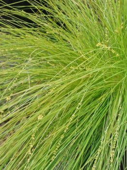 Close-up of lush Lomandra 'Lime Divine' PBR features thin, pointed blades and small beige seed heads, adding elegance to your garden. Ideal for a 6" pot.