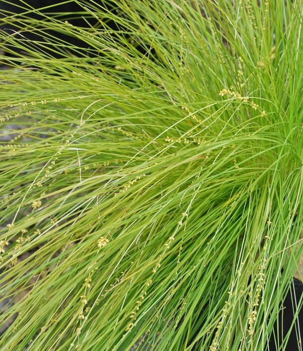 Close-up of lush Lomandra 'Lime Divine' PBR features thin, pointed blades and small beige seed heads, adding elegance to your garden. Ideal for a 6" pot.