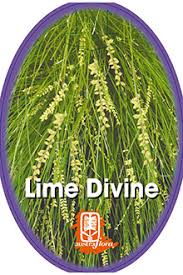 Lomandra 'Lime Divine' PBR 6" Pot - Image 4