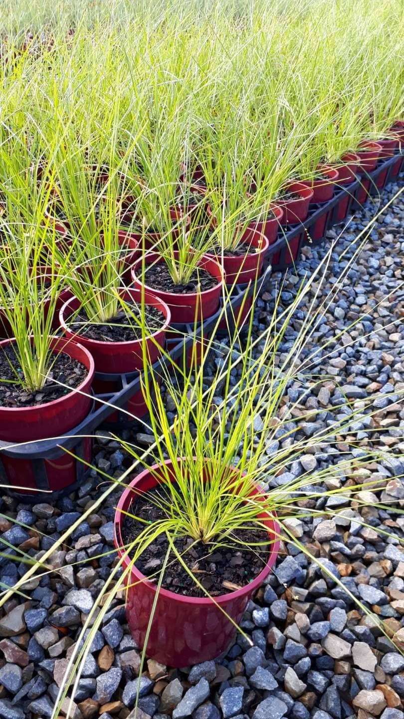 Rows of Lomandra 'Lime Divine' PBR in 6" pots, featuring spiky green foliage, are neatly arranged on an outdoor gravel surface.