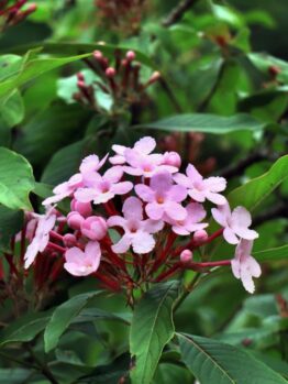 Close-up of a cluster of light pink Hydrangea flowers with dark green leaves in the background. Some flower buds are visible, indicating they are about to bloom. This lovely Hydrangea 'Sundae Fraise' 8" Pot is perfect for adding a touch of elegance to your garden.