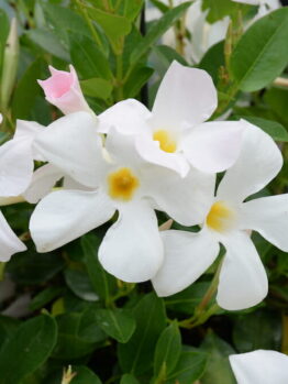 Mandevilla "Aloha Petite White"