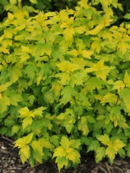 A Hydrangea 'Sundae Fraise' 8" Pot with yellow and green leaves is surrounded by mulch, adding a pop of color to your garden. Consider placing it in an 8" pot for a charming presentation.