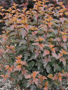 A small shrub, Hydrangea 'Sundae Fraise' 8" Pot, with vibrant orange-red leaves, surrounded by mulch in a garden setting.