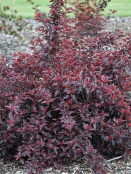 A Hydrangea 'Sundae Fraise' 8" Pot with dark red leaves is planted in a garden, surrounded by mulch and flourishing in an 8" pot.