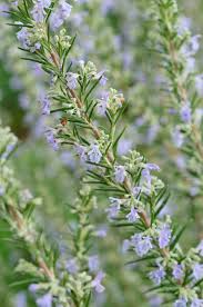 Close-up of a Rosmarinus 'Common Rosemary' plant (Rosmarinus officinalis) with small, pale purple flowers and green needle-like leaves.