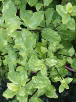 Pittosporum "Tasman Ruffles"