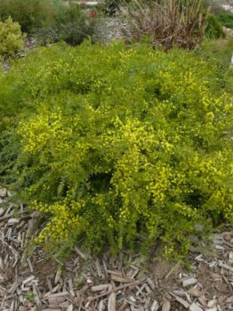 Acacia "Pot o’ Gold"