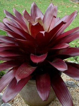 Alcantarea "Divine Plum"