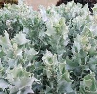 Atriplex 'Silver Holly' 6" Pot features dense clusters of silver-green, spiky, ruffled leaves that thrive outdoors in natural light.