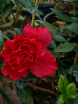The Azalea 'Super Red' in a 10" pot features vibrant red blooms surrounded by dark green leaves and stems for a striking display.