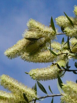 Branches with fluffy, yellow blossoms of the Callistemon 'Candelabra' 6" Pot plant against a clear blue sky.