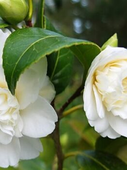 Camellia "Man Size"