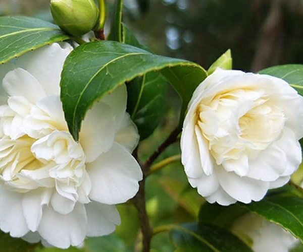 Camellia "Man Size"