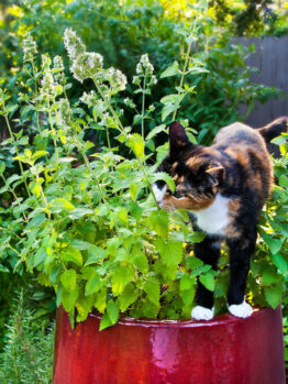Catnip